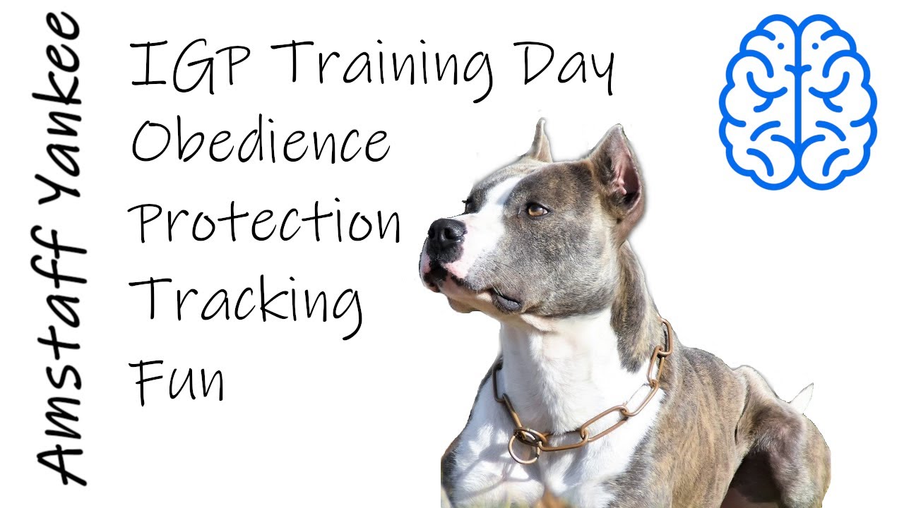 Super American Staffordshire Terrier - IGP training day- #amstaffyankee