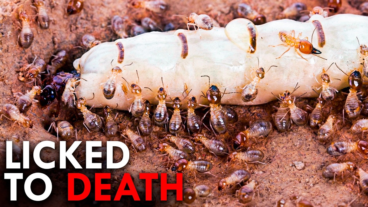 Evolution's Biggest Mistakes That Became Superpowers