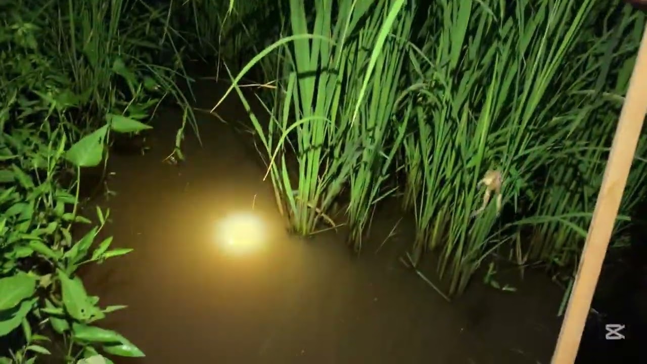 ដាក់បង្កៃ 🐸🐠🐍