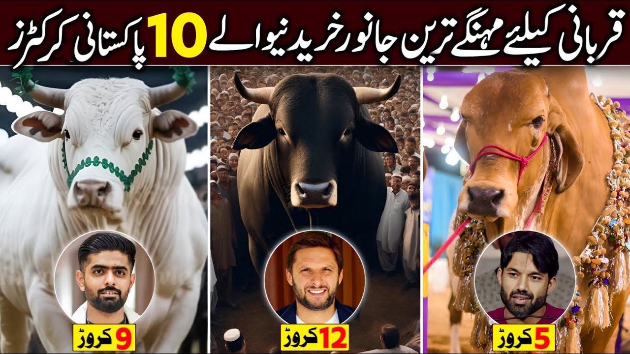 Most Expensive & Biggest Bulls of Pakistani Cricketers | Pakistani Cricketers Qurbani 2025