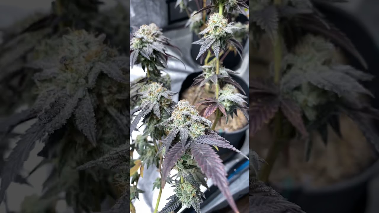 Harvest day Oreoz #marshydro #organic #cannabisgrow
