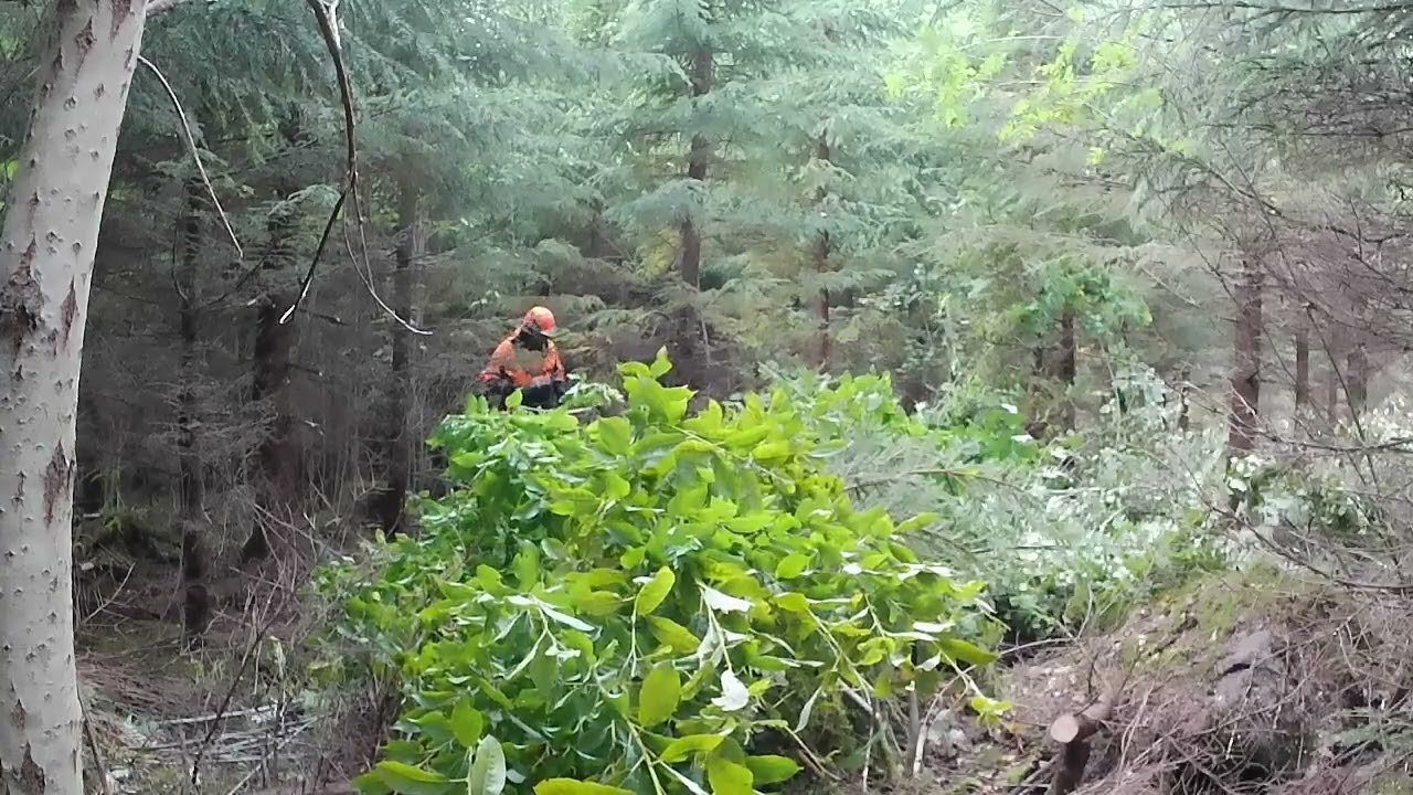 Nuorenmetsän harvennusta/taimikon hoitoa.