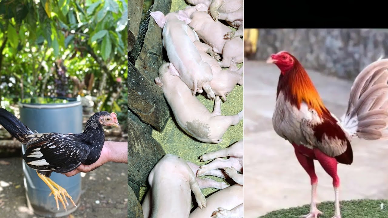 Increíble- mejor crianza de cerdos#montage #videos #farming #chicken 