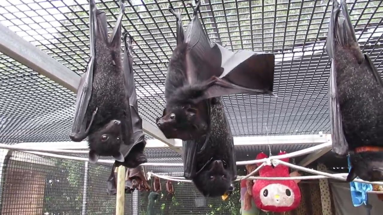 Batty Biffo At Master Prancer's Bath Party