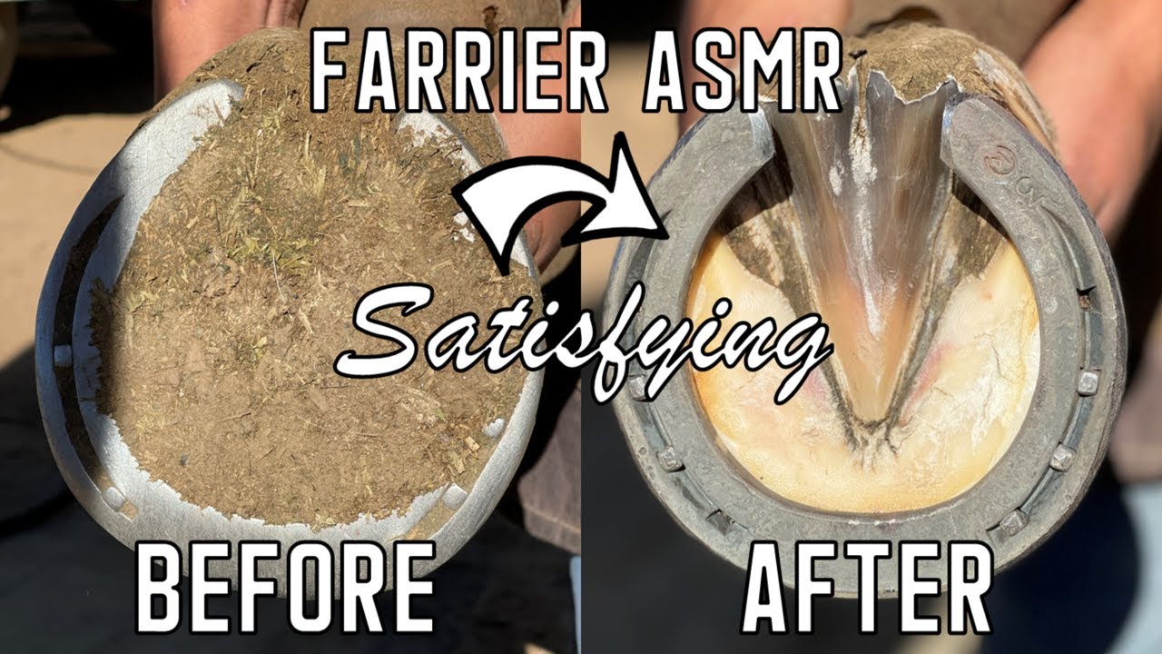 Satisfying Front Hoof Restoration-Farrier ASMR