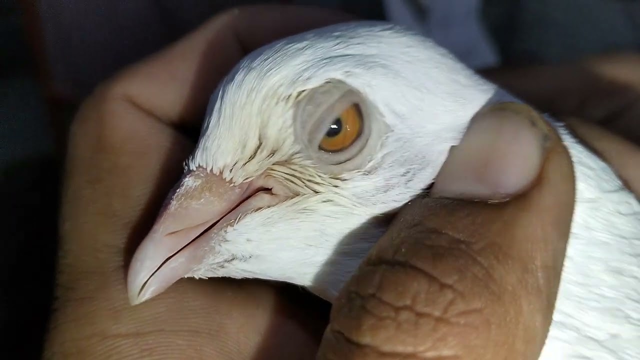 السلام علیکم کی حال چال ہے ٹھیک ہو اج نیو کبوتروں کا شوق کریں فیصل لونا
