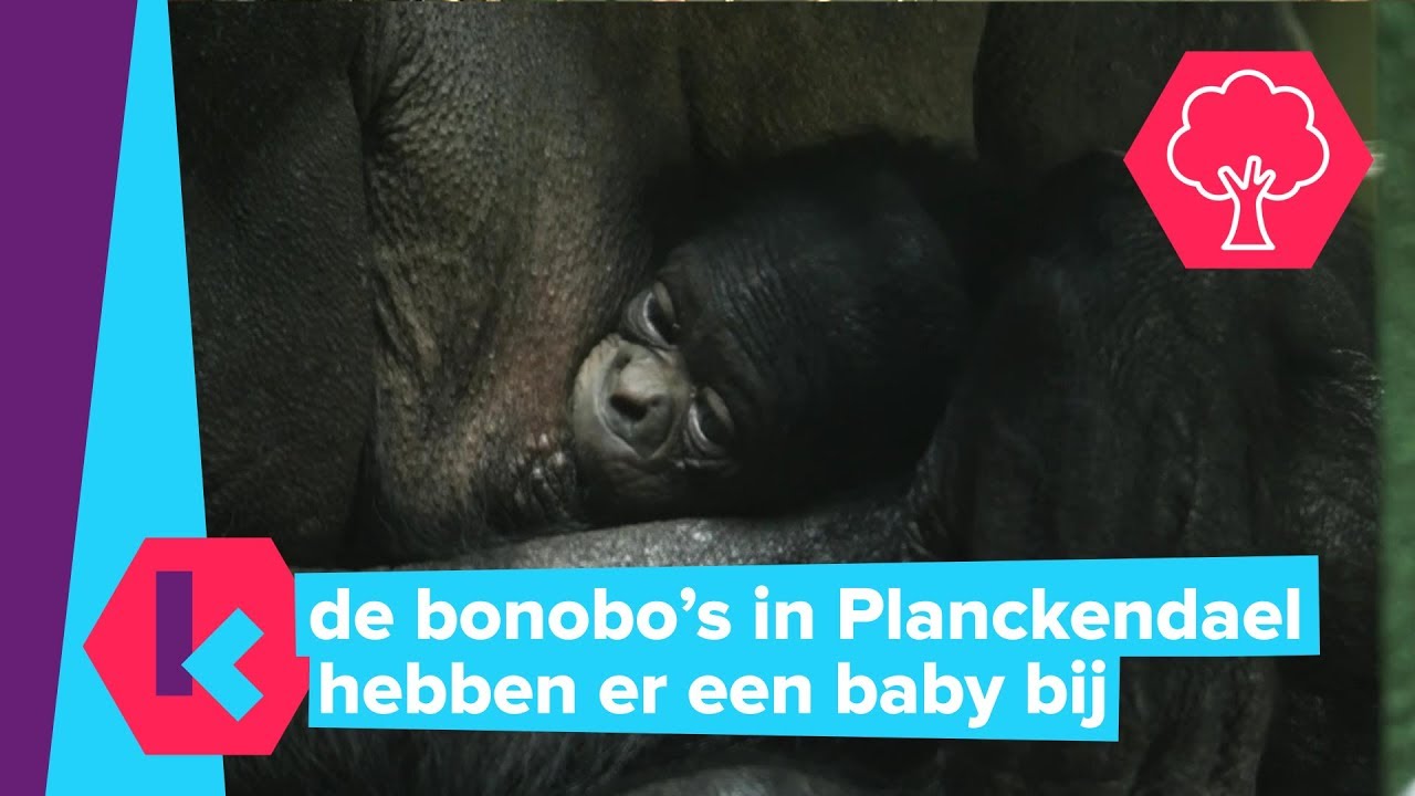 er is een bonobo geboren in Planckendael