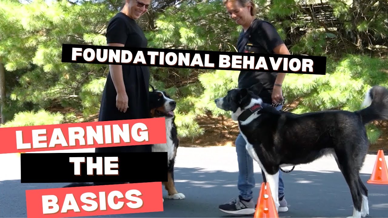 American Kennel Club Canine Good Citizen Test in Action