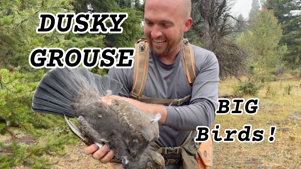 Idaho Upland Hunting: GRIZZLY Country Blue Grouse Hunt!! 