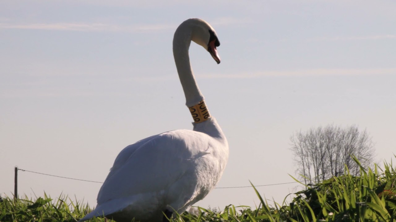 Le marais audomarois : Salperwick, le doulac, clairmarais..