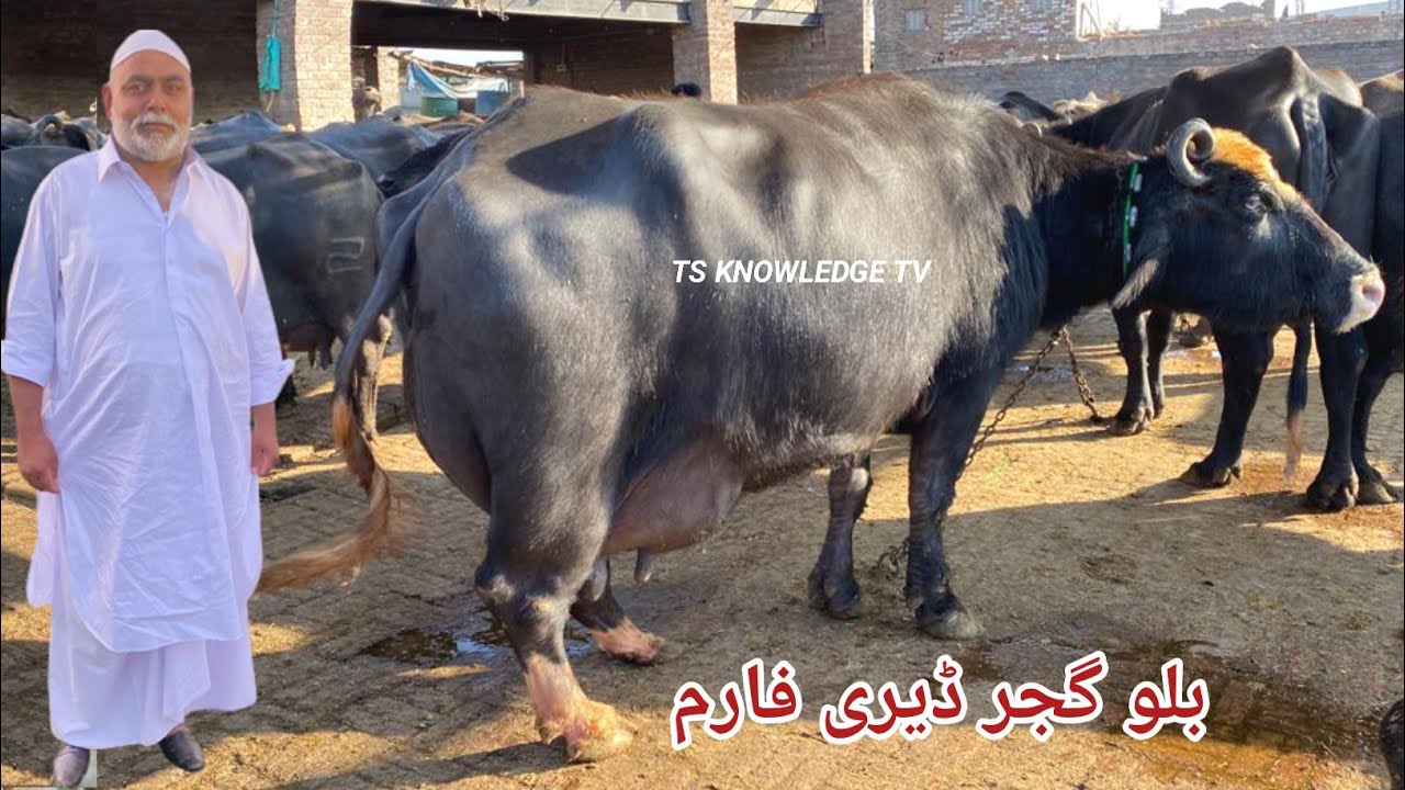 Лучшие в мире буйволы породы нили на молочной ферме Billu Gujjar ll Buffalo Dairy Farm, часть 2 #...