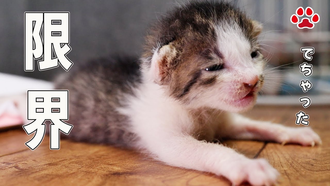 でちゃった！気持ちよすぎて漏らしちゃう赤ちゃん猫【瀬戸のステラ＆クロエ日記】