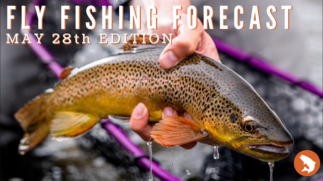 Trouts Fly Fishing Forecast || May 28th Edition