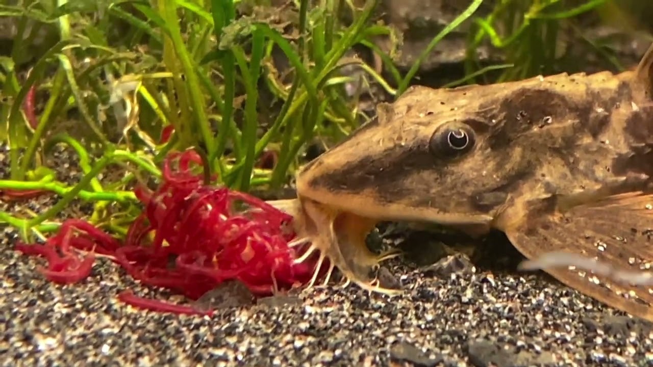 Amazonas to go Fischvorstellung: Loricaria sp. Rio Atabapo - Zügelstrich Hexenwelse #welse