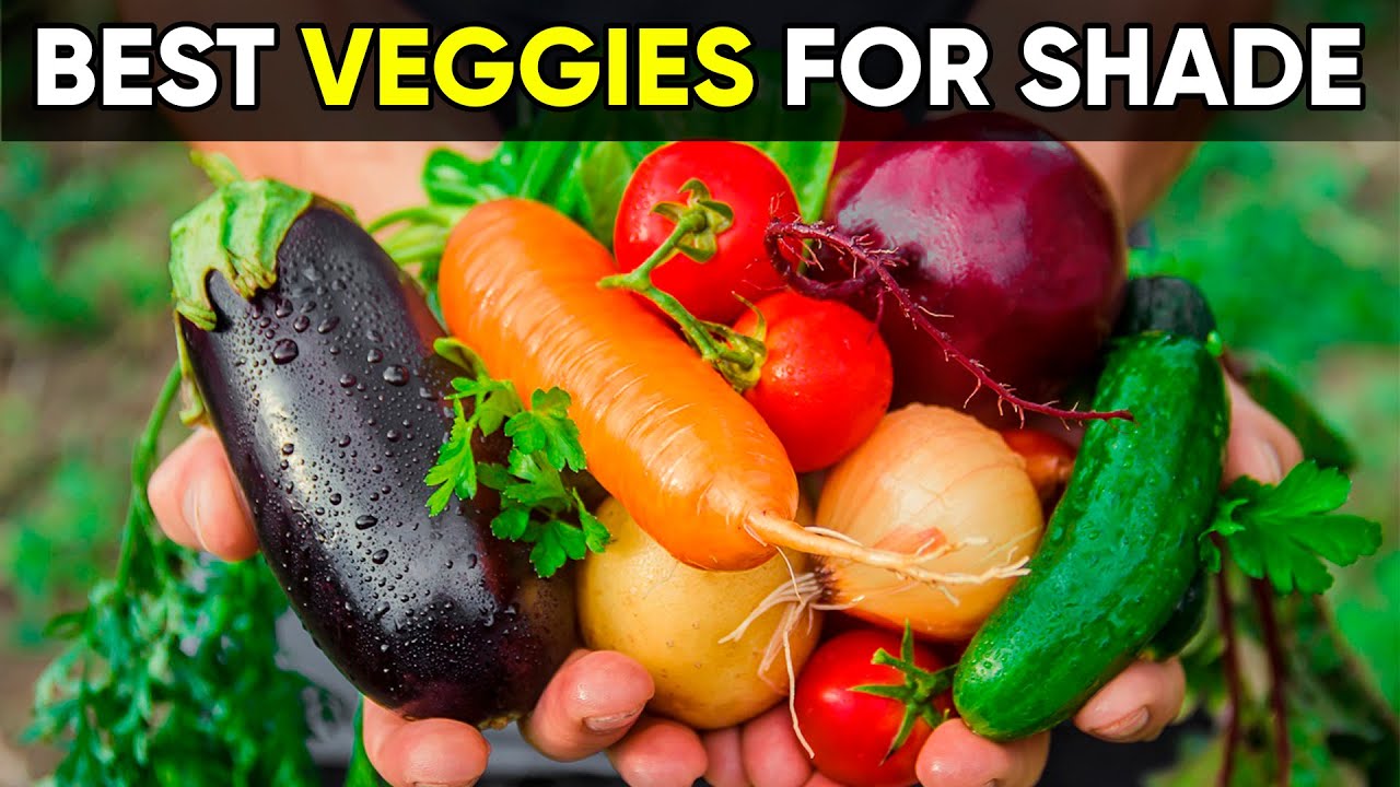 No Sun? No Problem! 10 Vegetables You Can Grow in Shade!
