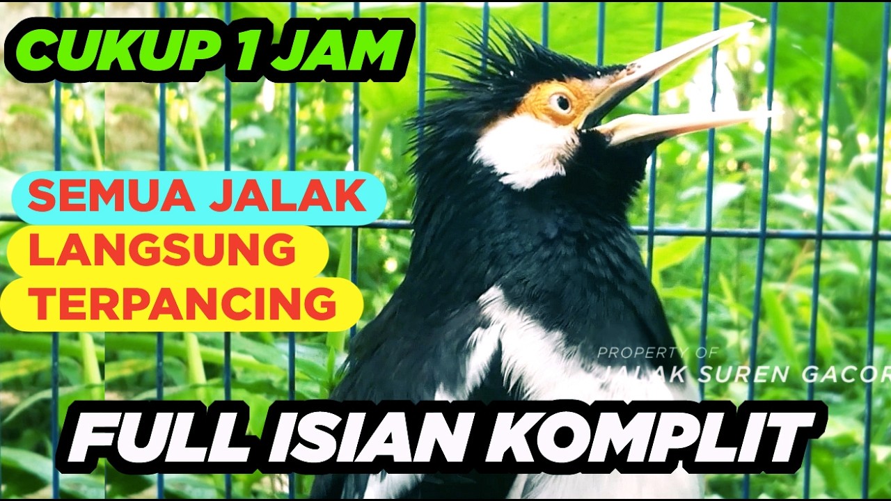 Masteran Jalak Suren Variasi Suara Unik Gacor Full Isian Tembakan Mewah Asli