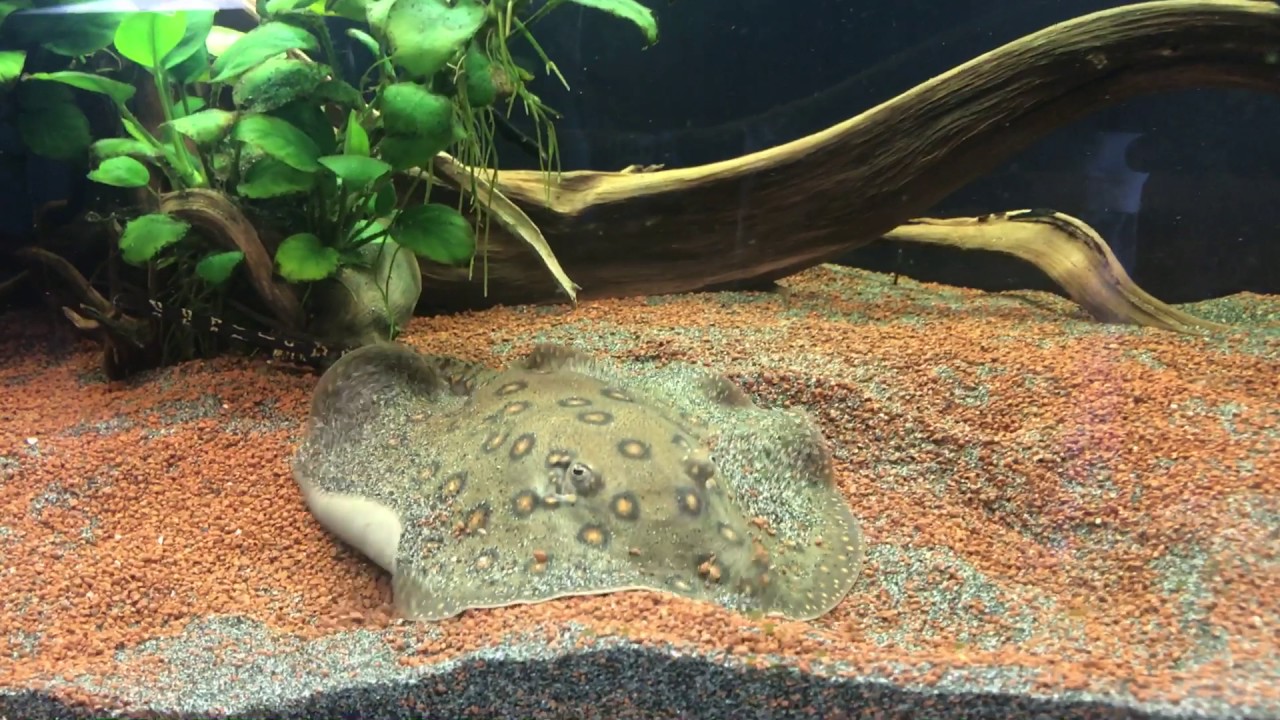 Motoro stingray in planted discus aquarium