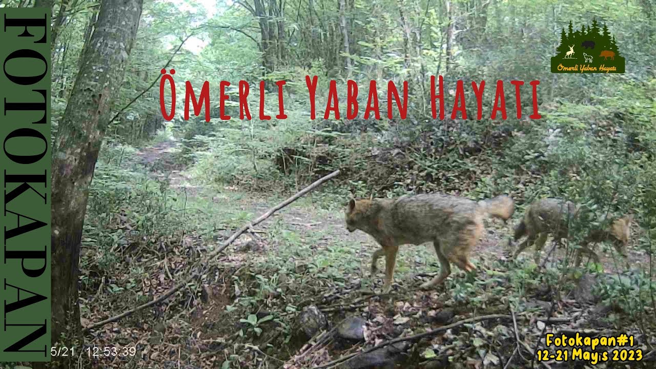 İstanbul'da İnanılmaz #Fotokapan Görüntüleri 🦊 🐻 🦌🐗 #Ömerli