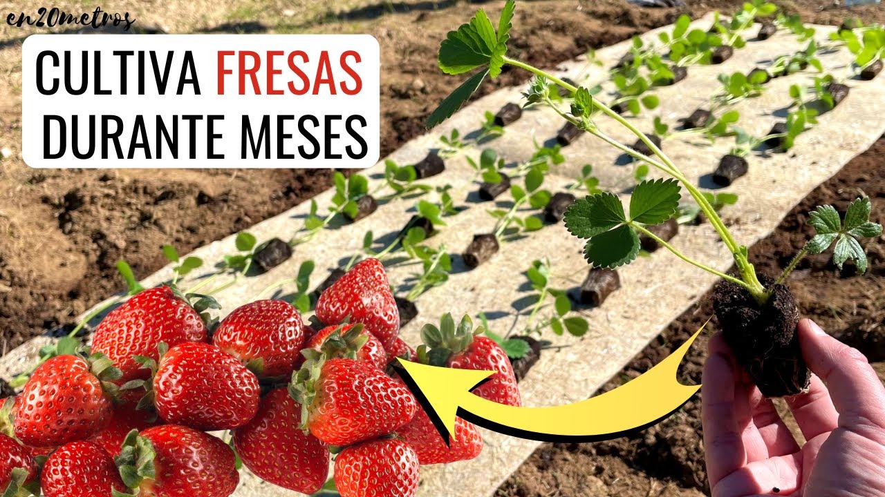 Как вырастить клубнику: максимальный урожай