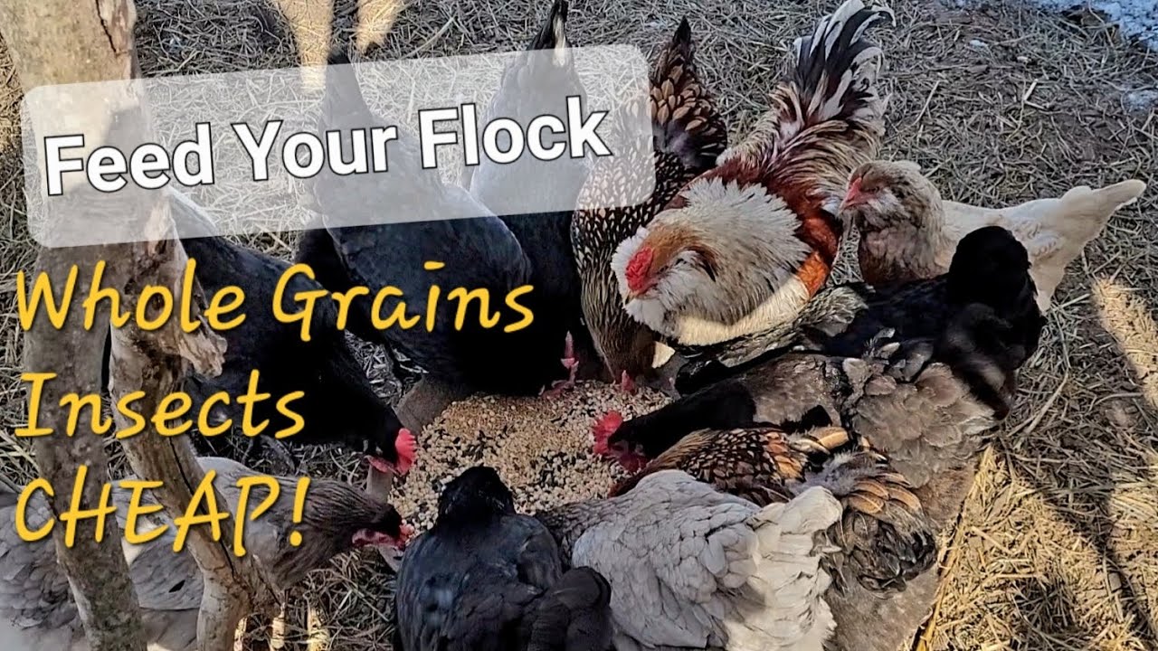 How I Mix My Feed CHEAPLY | Healthy Chickens on Whole Grains and Black Soldier Fly Larva