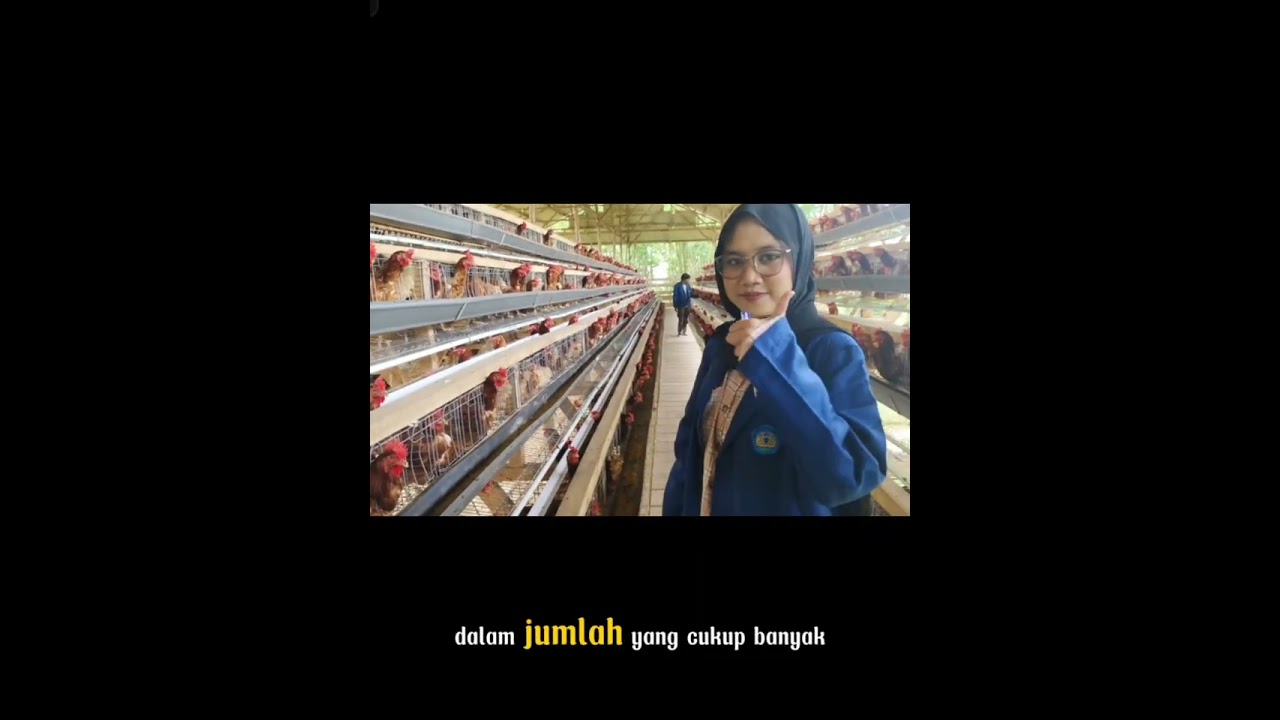 Observasi Kandang Ayam Petelur, Manajemen Industri Ternak Unggas, Kelompok 7