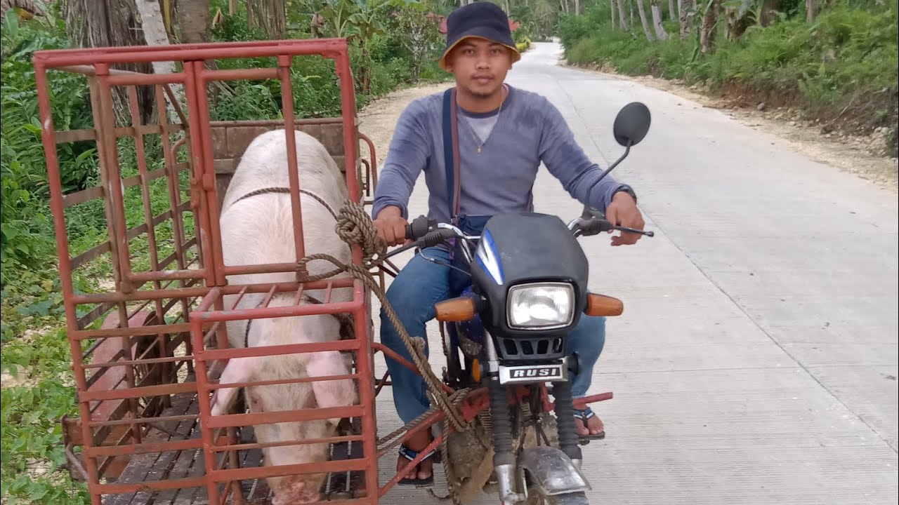 Aggressive Boar Bakit Ang Hirap Pauwiin| Takal Of The Day, False Positive #agribusiness #boarforhire
