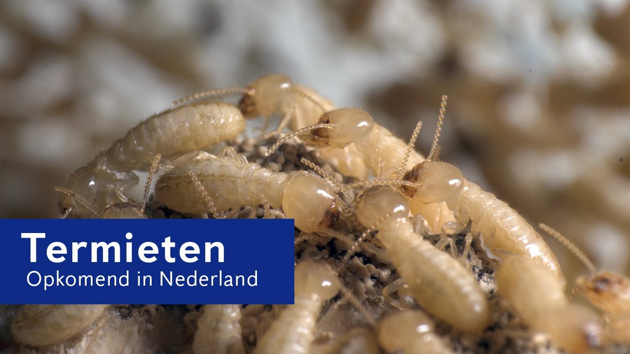 Termieten in Nederland - Anticimex weet raad!