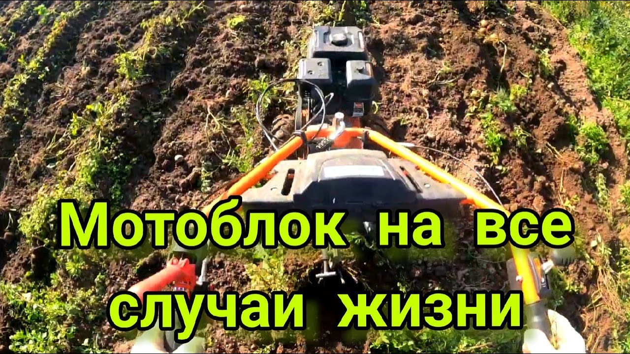 Мотоблок Патриот Победа. Копаем картофель.