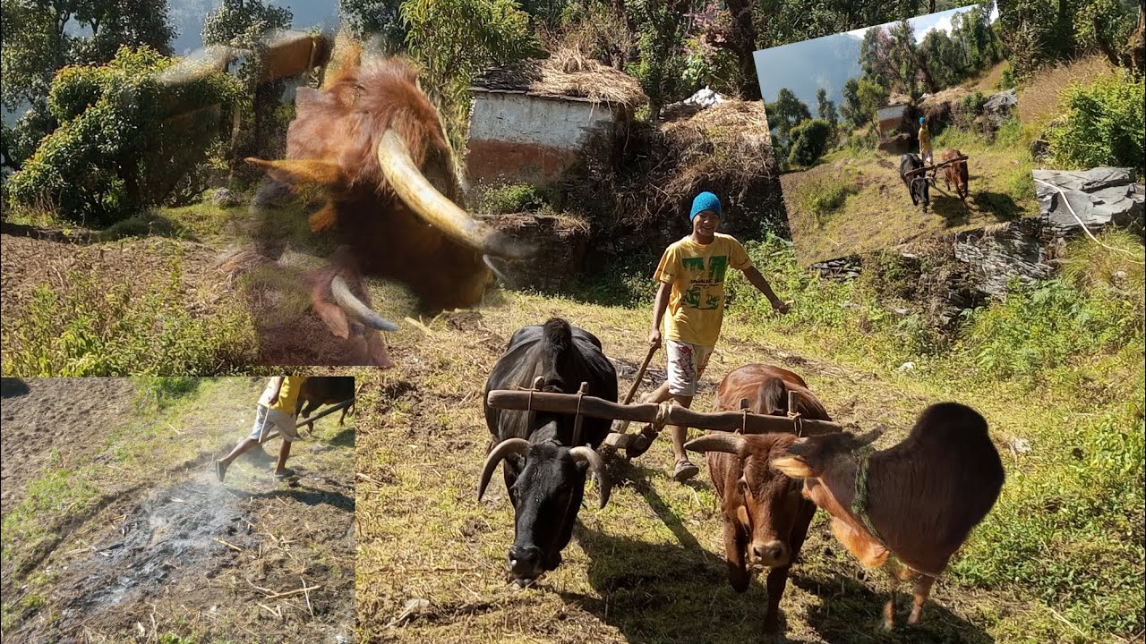 Aaja goru sanga mara mar vayo yll