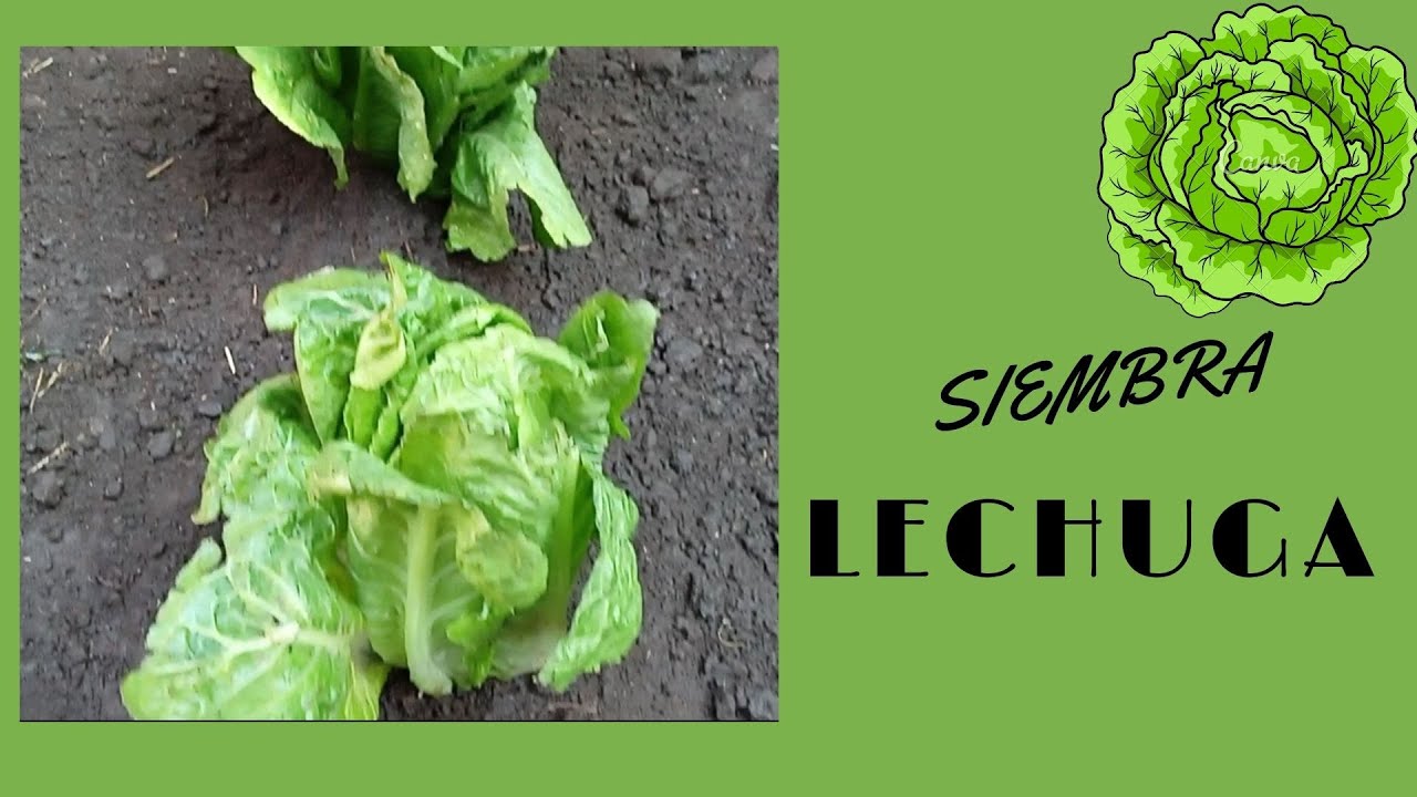 C&oacute;mo Sembrar Lechugas Desde el Semillero, Trasplante II Lactuva sativa L.