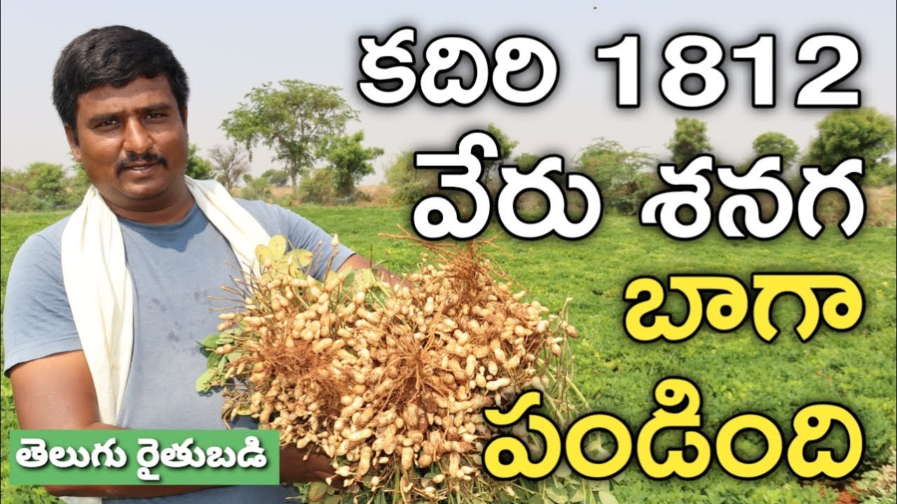 ముప్పావు ఎకరంలో కదిరి లేపాక్షి-1812 సాగు.. 30 వేలు ఖర్చు.. | Kadiri Lepakshi 1812 Groundnut