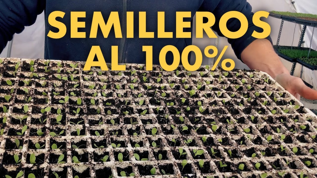 SEMILLEROS y el REPICADO