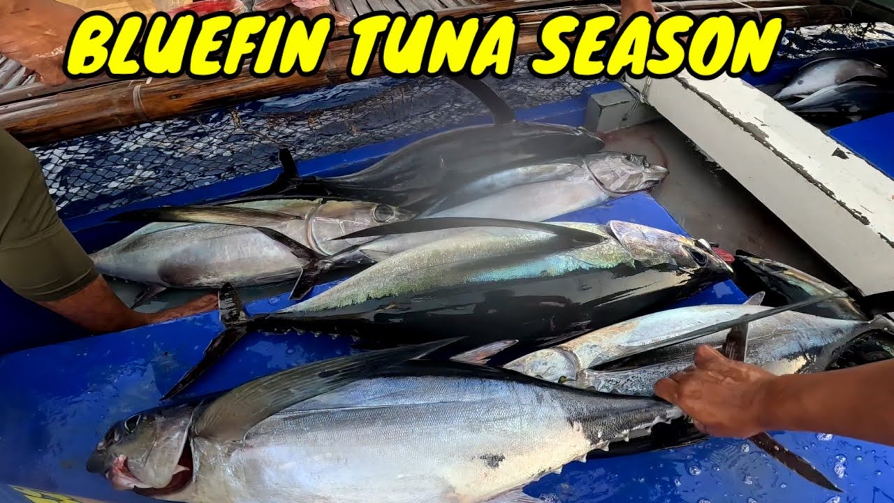 EP21 P2 Paspasan sa Bluefin tuna hanggang umaga