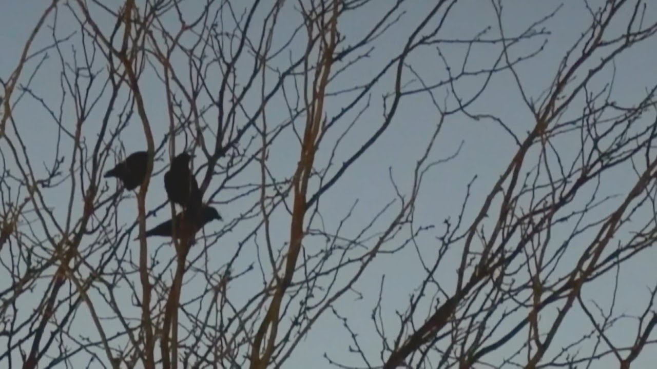 Dead crows raise bird flu concerns in Terre Haute