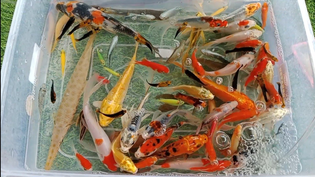 Unboxing ikan warna warni,ikan koi,ikan koki, ikan glawfish,ikan guppy,kura kura || Pipi and Toys ||