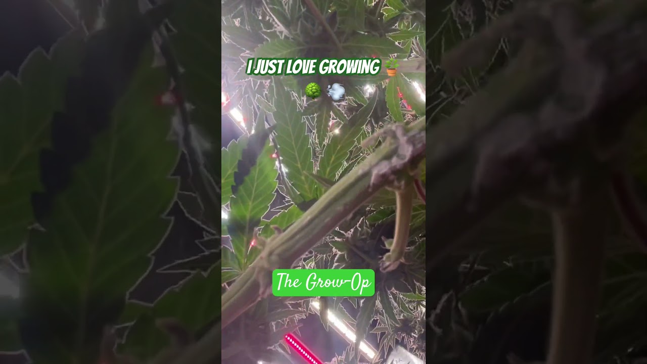 Growing your own hits different #cannabiseducation #cannabisgrowers #indoorplants #420