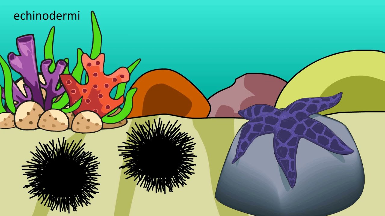 Gli echinodermi: i ricci di mare e le stelle marine