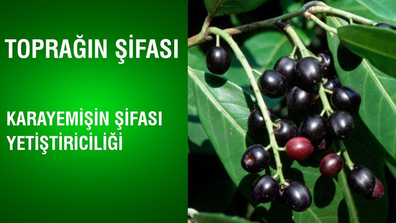 Toprağın Şifası - Karayemişin Şifası ve Yetiştiriciliği
