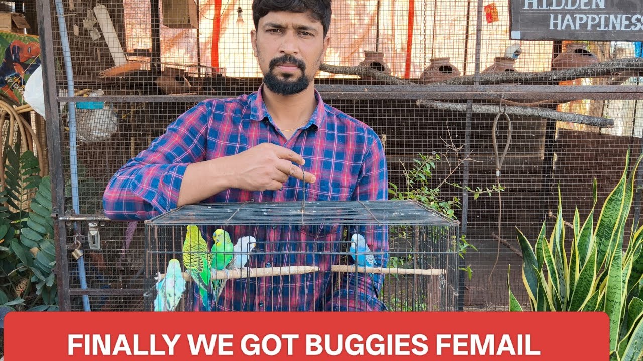BUGGIES SET FINALLY WE GOT FEMAIL BUGGIES @PARROTDIPANKAR 