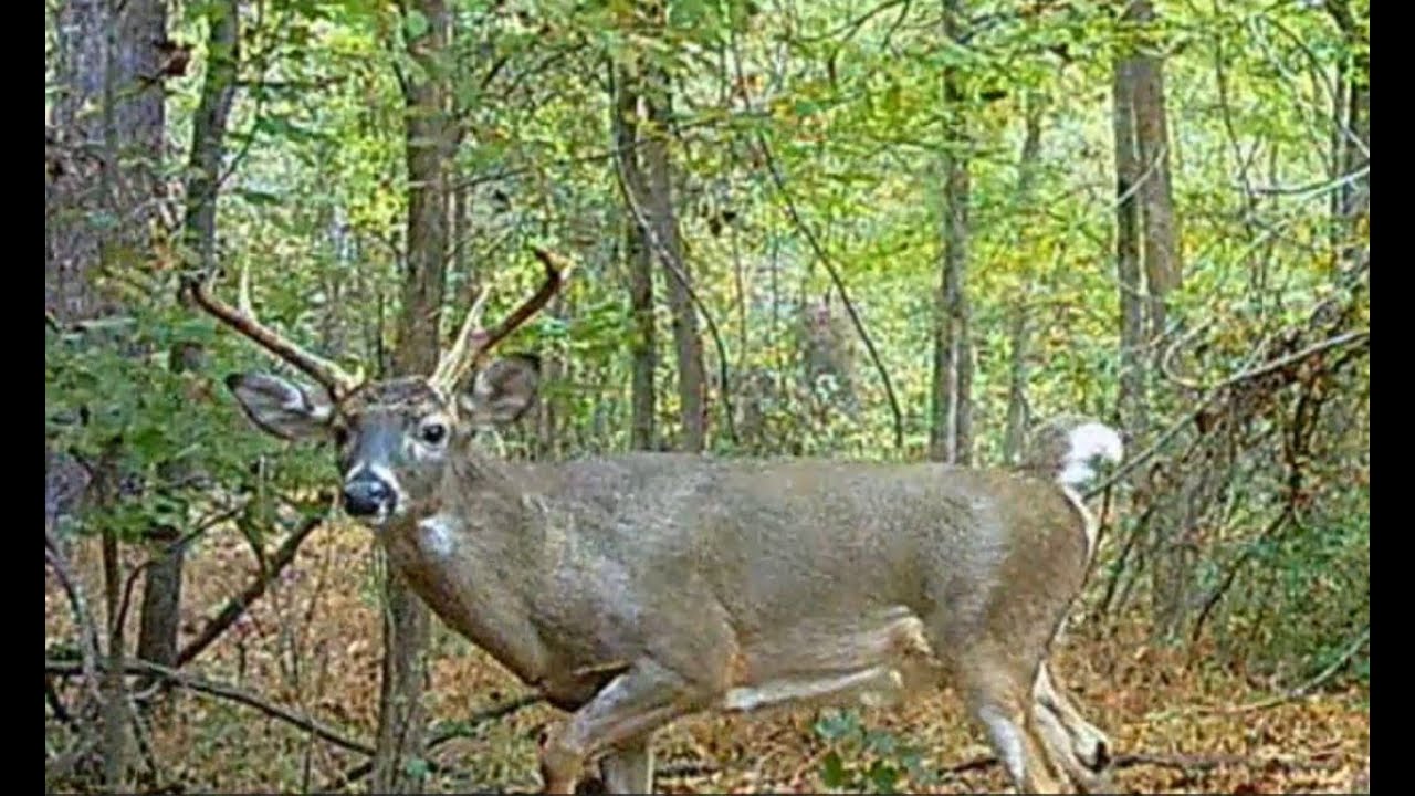 Hunting Georgia WMA Camera Trail