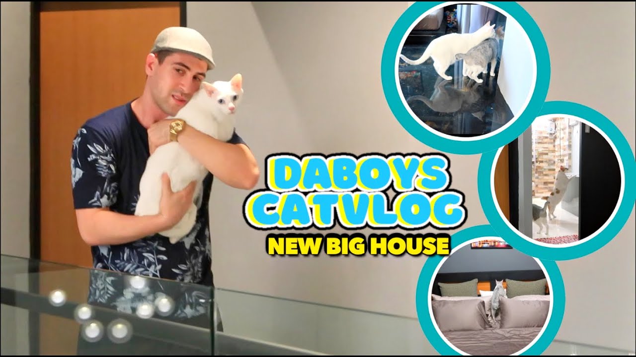 My CATS Reaction to their New Mansion! 24 HRS Non-Stop Meowing 🎶😻