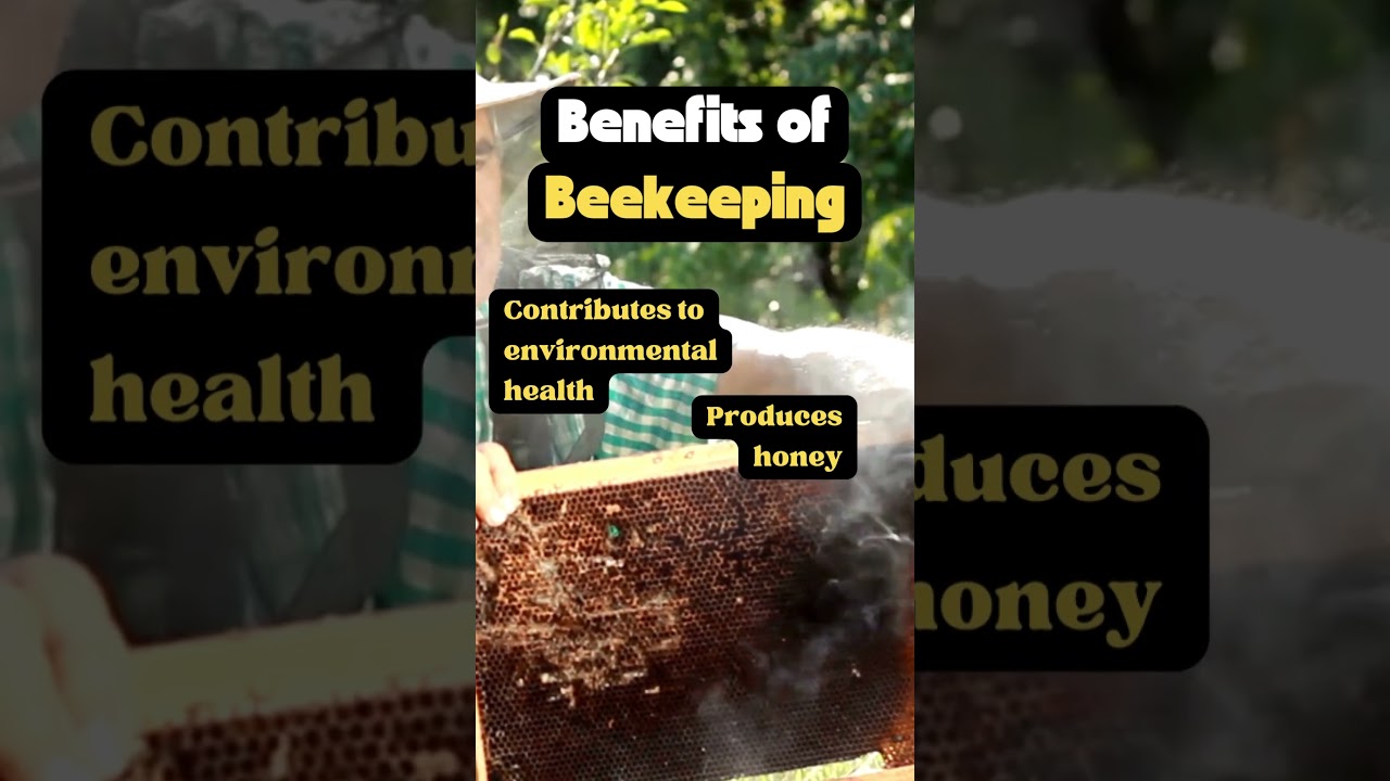 HOBBY BENEFITS of Beekeeping 🐝 #beekeeping #hobby