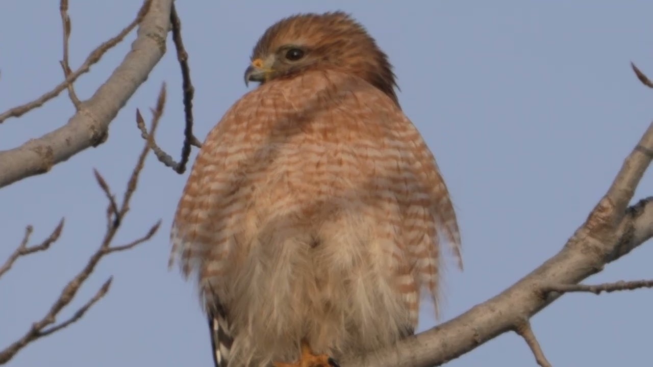 Red-shouldered Hawk