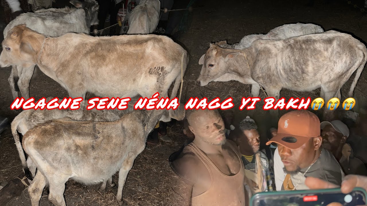 Nagg yi daño ndaw lamb ndangane sambou le 20 Janvier 2026