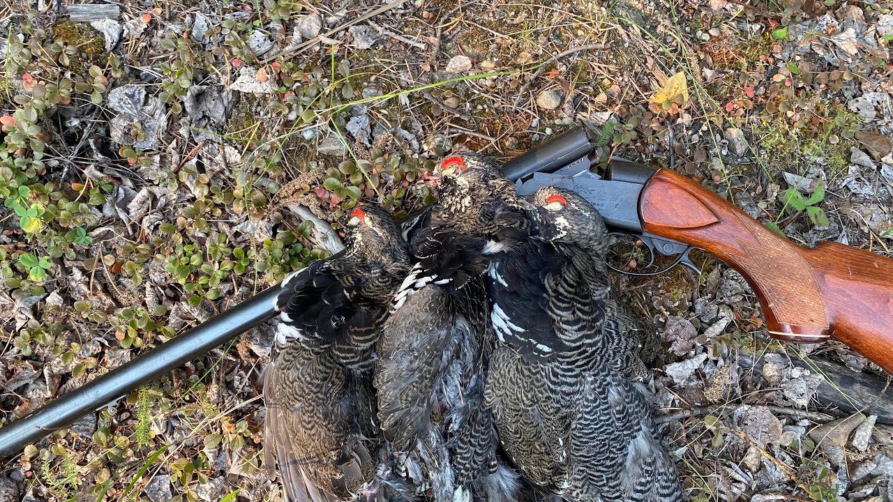 My 12ga for grouse hunting