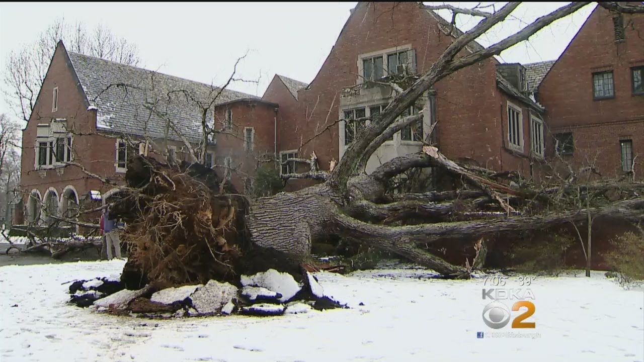 Harsh Winter Brings Down Centuries-Old Tree In Sewickley