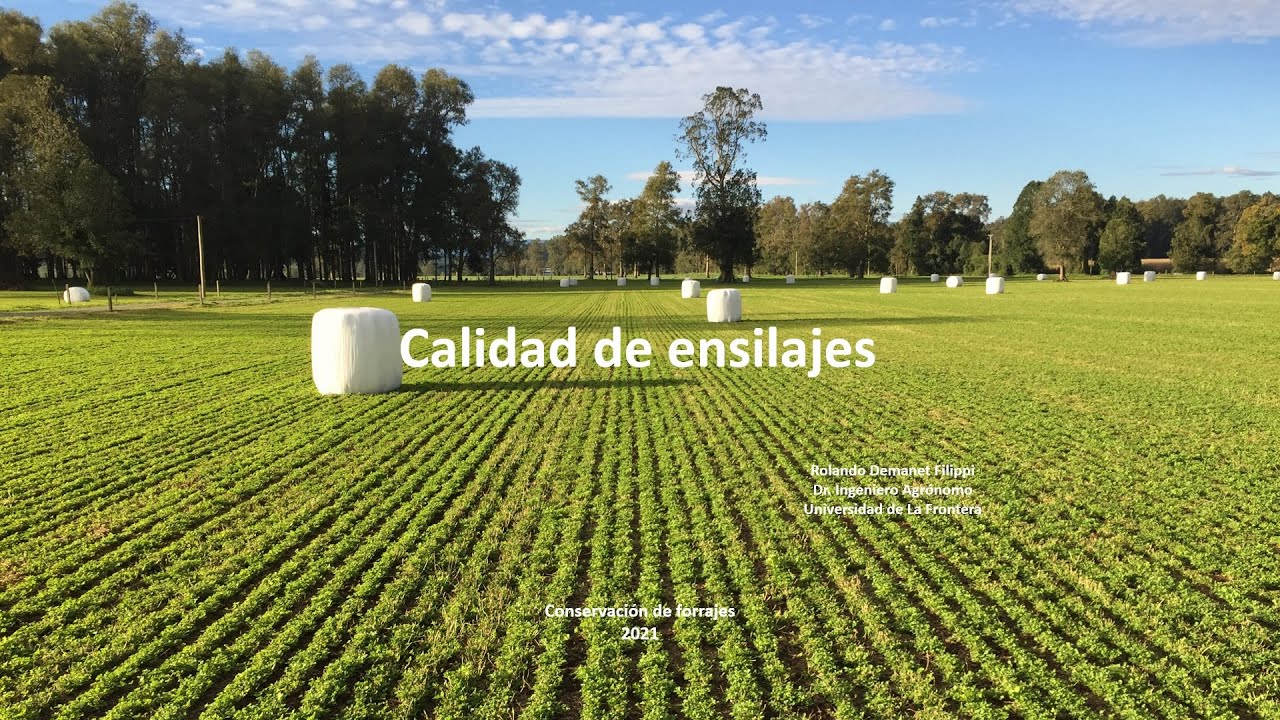 Calidad de ensilajes