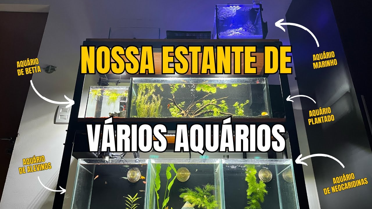 NOSSA ESTANTE DE VÁRIOS AQUÁRIOS