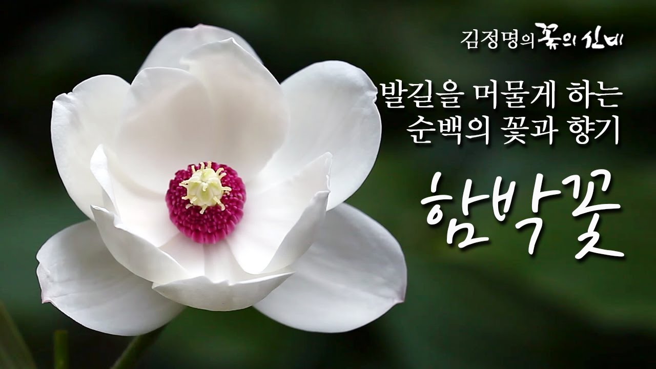 [야생화 이야기 45회] 발길을 머물게 하는 순백의 꽃과 향기 - 함박꽃나무
