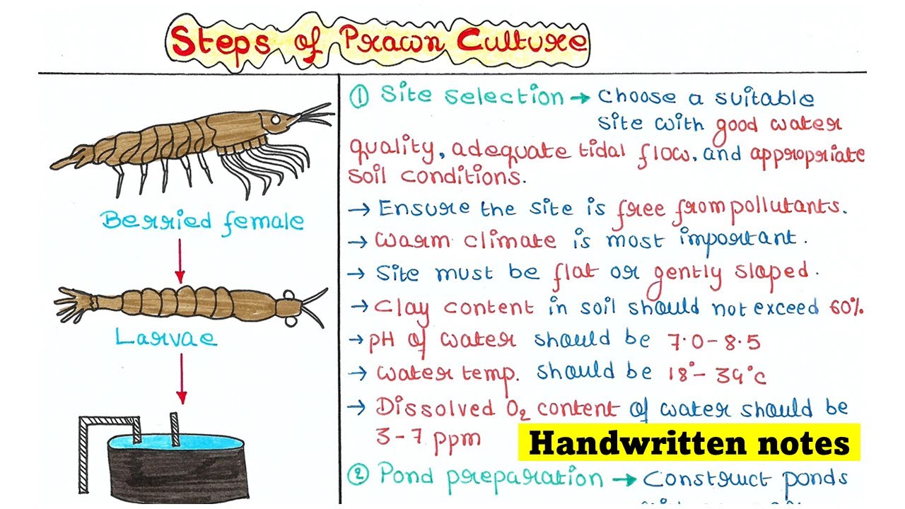 Prawn Culture | Steps